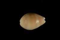 藏品(紫口寶螺)的圖片